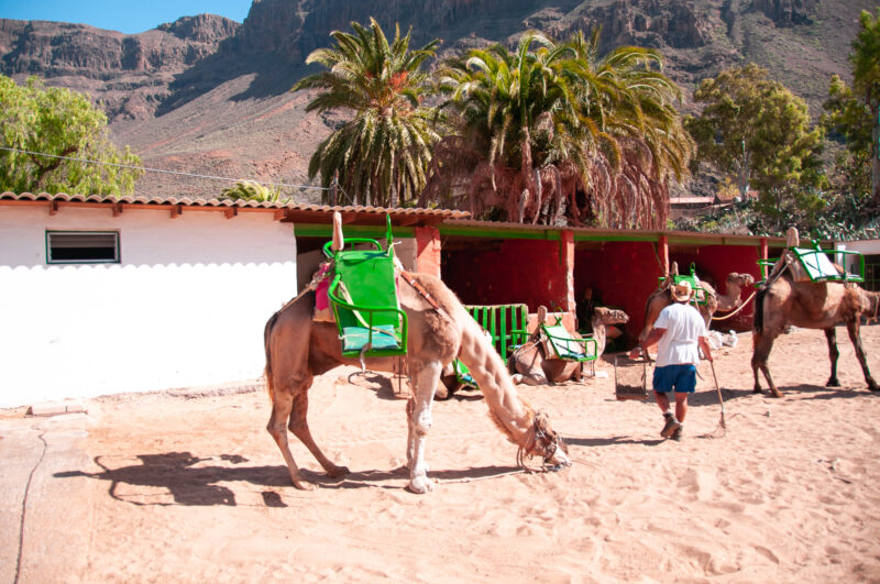 De 5 leukste activiteiten met kleine avonturiers vanuit Maspalomas