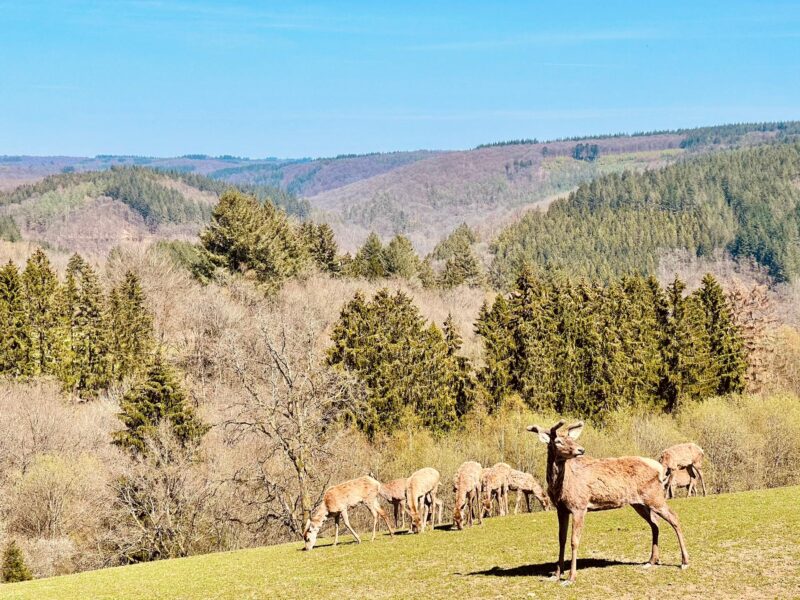 Rochehaut: Een weekendje in Belgisch Frankrijk