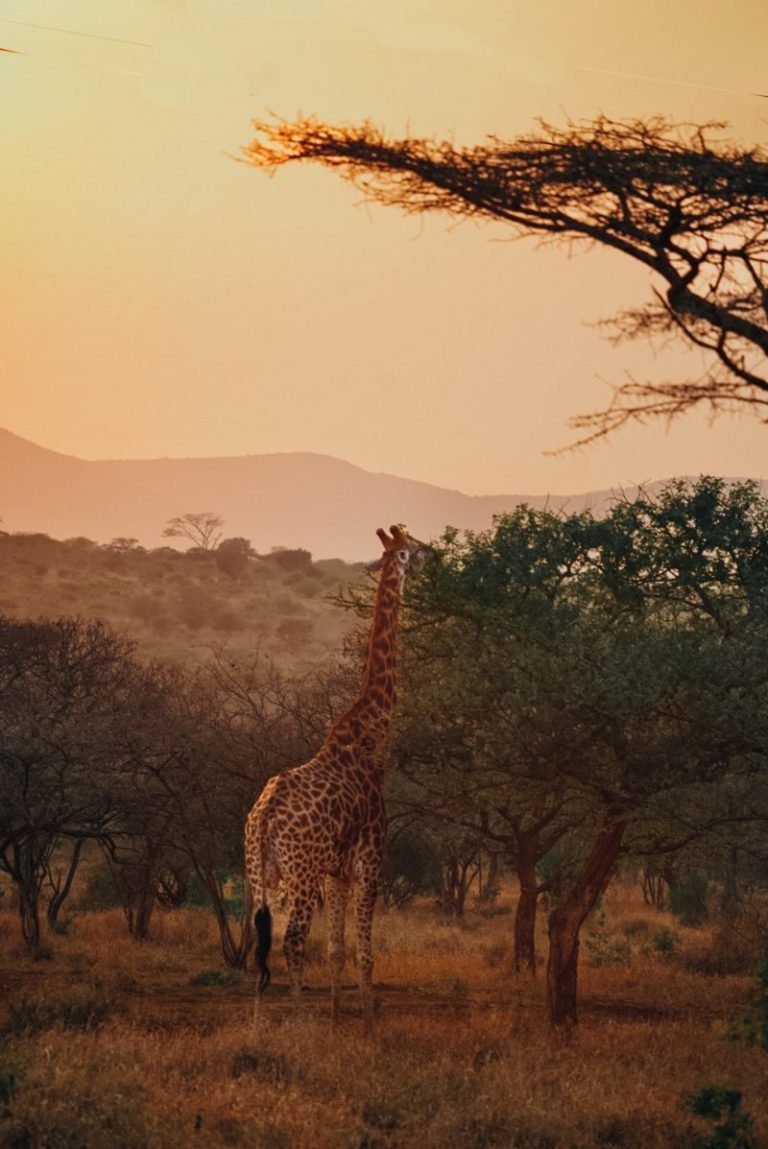 Avontuurlijke roadtrip door Afrika met kinderen | De ultieme route door Afrika