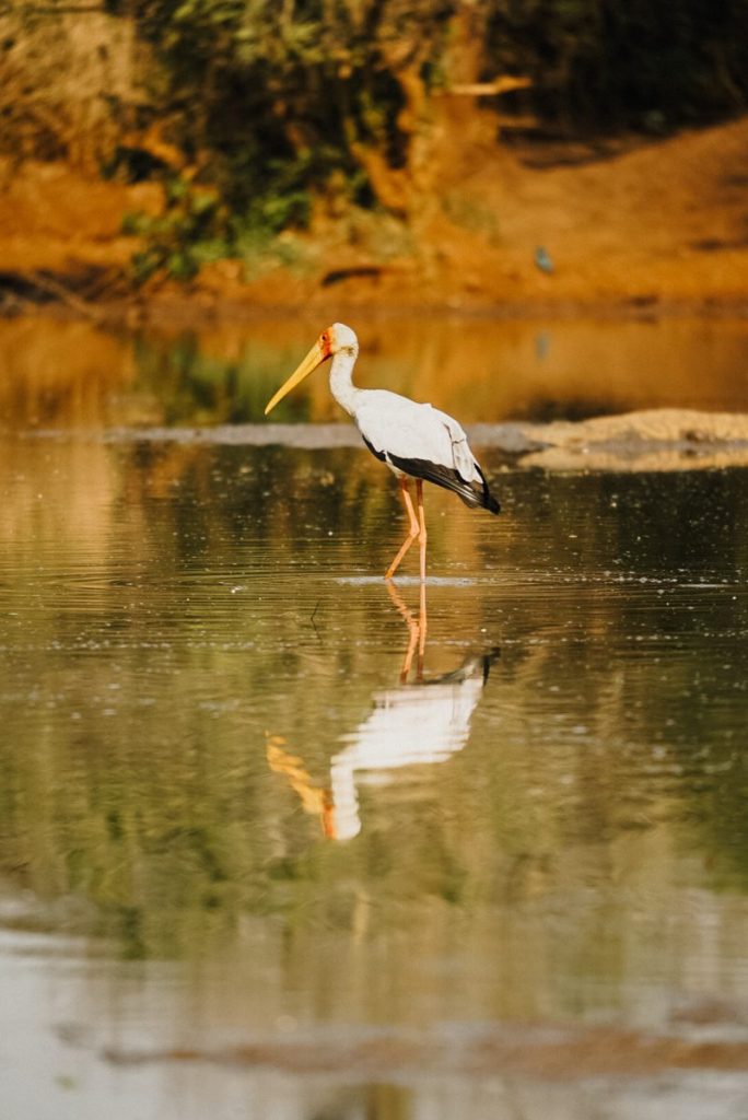 Manyoni Game Reserve - Ooievaar