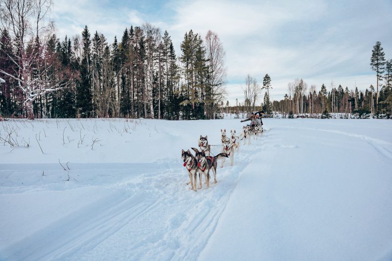 Hondensleeën via Lulea Adventure