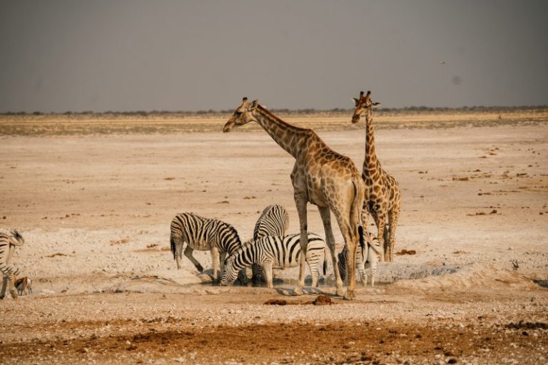 Op safari in Namibie met het gezin – Etosha